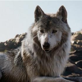 Dle knižní předlohy jsou všechna zvířata původem indická.