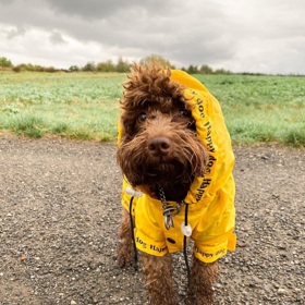 Pejsek nosí ve špatném počasí veselé oblečky, které z něj dělají ještě většího fešáka, než jakým je ve skutečnosti. 