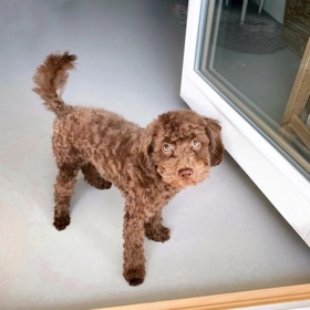 Pejsek Caesar se stal také zdrojem spekulací ohledně rasy. Anička Kadeřávková nám vysvětlila, že je to kvůli jeho netradičnímu sestřihu.