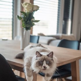 Jak prozrazují fotografie z Natálčina Instagramu, dům je plný dřeva, vybaven je ovšem v moderním hávu.