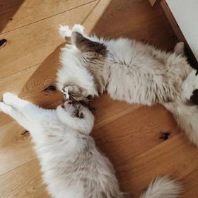 Rodinnou idylku v domečku upevňují dvě kočky rasy ragdoll - Nosie a Jiffy.