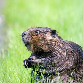 Bobří ocasy milovali v Anglii. Byla to levná náhražka ryb.