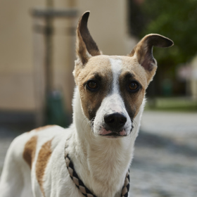 Gumpovi propůjčil hlas Ivan Trojan, který také namluvil audioknihu Gump - pes, který naučil lidi žít.