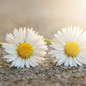 Neméně zdravý je sirup ze sedmikrásek, přijde vhod během nachlazení.