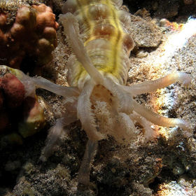 Na pultech obchodů se objevoval i tento "krasavec" sumýš, neboli mořská okurka. Prý léčí štítnou žlázu.
