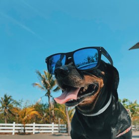 Pokud váš pejsek nesnáší sluníčko, kupte mu brýle Doggles.
