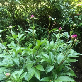 Tahle pivoňka má krásný příběh, zachránila jsem ji ze zahrady mojí mámy. 
