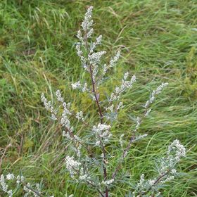 Pelyněk se používá k léčbě zažívacích potíží.