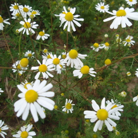 Heřmánek má univerzální využití. Najdeme ho v kosmetice, lékařství, homeopatii i aromaterapii.