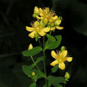 Třezalka je základní bylinkou Svatojánské noci. Je vhodná zejména na depresi a úzkost.