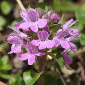 Mateřídouška navozuje klidný spánek a pomáhá uvolnit od psychického vypětí.
