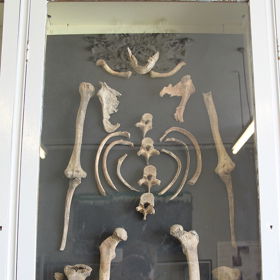 ...objevili vědci ve Wookey Hole kostru. Lidé byli přesvědčeni, že jde o důkaz existence čarodějnice. Ostatky však ve skutečnosti patřily mladému muži.