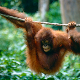 Malý orangutan Rose. Byl často oblečený do bílé košilky a u stolu zaujímal pozici čestného hosta s vlastním nožem a vidličkou.