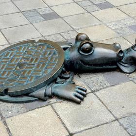 Aligátoři v kanálech? Klidně. Zejména na jihu Spojených států. Mohou za to bouře a záplavy, které tyto predátory vyplaví pod ulice měst. 