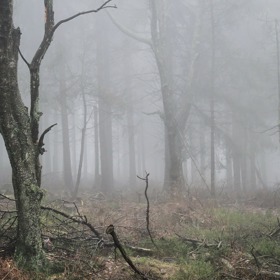 Švýcary zase trápil lesní přízrak...