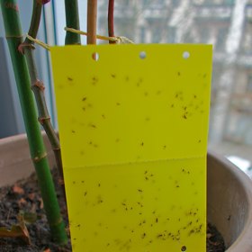 Smutnice neodolatelně přitahuje žlutá barva. Proto se k napadeným rostlinám často dávají žluté lepové nástrahy. 