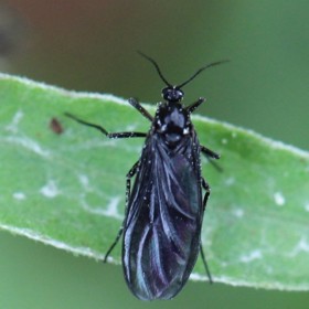 Dospělá smutnice žije asi týden a může naklást až 200 vajíček.