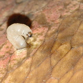 Larva smutnice je ten prevít, který škodí rostlinám nejvíc. Obžírá totiž jejich kořínky.