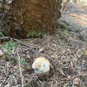 Místa, kde hřiby rostou, Vendula Pizingerová dlouho hledala.