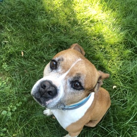 Třináctiletý pejsek Back se jí na pár hodin ztratil z očí, a Vendulu tak pěkně vyděsil.