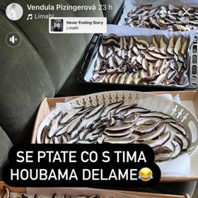 Něco se usuší, něco možná zavaří, popisuje Vendula Pizingerová houbovou nadílku, kterou si z lesa přinesli.