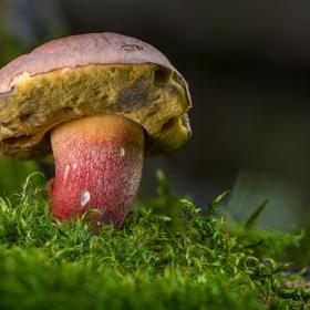 Sbírejte jen ty druhy, co dobře znáte.