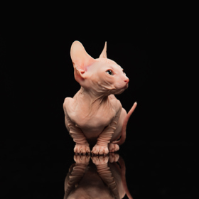 Ještě před psy si Vendula Pizingerová oblíbila kočky, obzvlášť bizarní plemeno Sphynx.