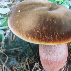 Jedlý hřib kovář má oproti tomu klobouk spíše hnědý...