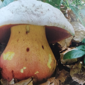 Hřib satan (viz foto) je jedovatý. V porovnání s jedlým kovářem má světlejší klobouk (často až bílý)...