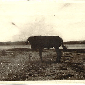 Autorem fotografie bezhlavého mezka je Charles Harper Bennett (1840–1927). Obrázek vyšel v roce 1881 v periodiku Scientific American.