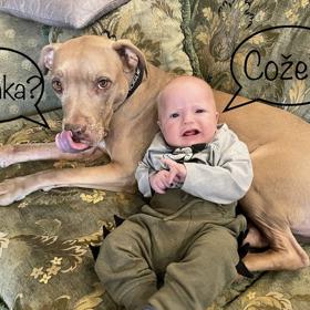 Když se narodil malý Pepíček, psi si museli na příchod nového člena rodiny zvyknout.