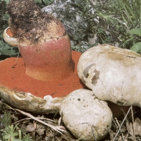 ...a na třeni červenou síťku. Také je mnohem vzácnější.