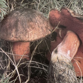 ...a na třeni červené šupiny.