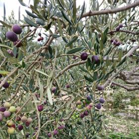 Olivový olej, který následně Klára Doležalová vyrábí, se v Česku prodává.