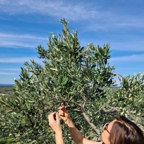 S manželem koupila Klára Doležalová několik hájů, které generují velkou úrodu oliv.
