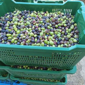 Úrodu oliv měla Klára Doležalová navzdory nepřízni počasí ucházející.