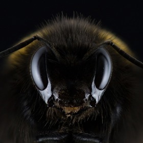 V říjnu vypustila Rorie Woods na policisty roj včel. Někteří ji považují za kriminálnici, jiní za hrdinku. Léta totiž bojuje proti zabavení domovů v jejím sousedství. Když přišla řada na jejího souseda a kamaráda Altona Kinga, vypustila na zasahující policisty roj pěkně vzteklých včel...