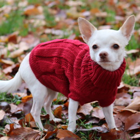 Čenda dostal na zimu sadu hned několika barevných svetříků. V červené nejlépe vynikne odstín jeho srsti.