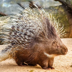 Pokud se na Floridě zamilujete do dikobraza, tak jen platonicky. Sexuální radovánky jsou striktně zakázány. 