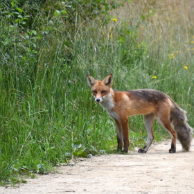 Proto se tam daří různé zvěři.
