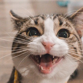 Býk (21. 4. – 21. 5): O Býcích se říká, že jsou tvrdohlaví stejně jako kočky, proto by si měli pořídit právě tohoto domácího mazlíčka. Oba jsou stejní, často ignorantští, dělají prostě jen to, co se jim chce.