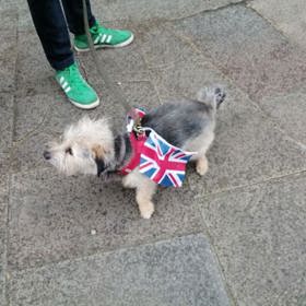 Ani tenhle drobek nemohl přijít na korunovaci Karla III. bez vlaječek. 