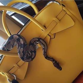 Tereza žertuje, že kabelku by ze své hadí samičky nikdy udělat nenechala.