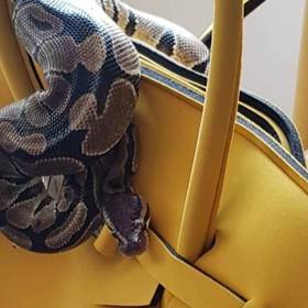 Darthička je skutečným živým šperkem.