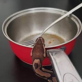 Darthička přitom dlouho své pohlaví tajila.