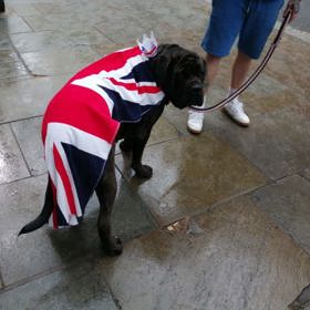 S britskou vlajkou se dostavili na korunovaci Karla III. i pejsci.