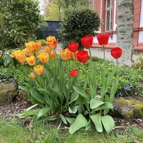 Její zahrada celá kvete.