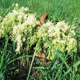 Tužebník jilmový (Filipendula ulmaria) je zdrojem nejen vitaminu C, ale i flavonoidů a kyseliny salicylové, jež má podobné účinky jako aspirin nebo acylpyrin.