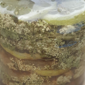 Na dno čisté sklenice nejprve naskládejte asi dva centimetry silnou vrstvu bylinky, zasypejte ji cukrem (zhruba ve stejné vrstvě) a nahoru položte několik koleček citrusových plodů.