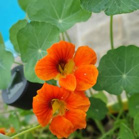 Tahle úžasná rostlina má antibakteriální, antivirové a diuretické účinky.